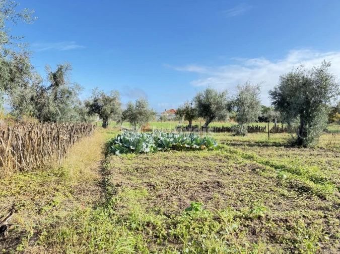 Terreno Agricola ou Rústico para Venda em Alvega e Concavada Foto 1