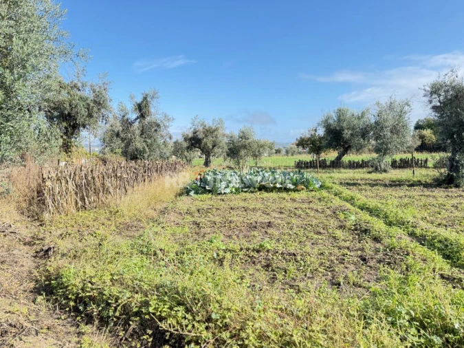 Terreno Agricola ou Rústico para Venda em Alvega e Concavada Foto 2