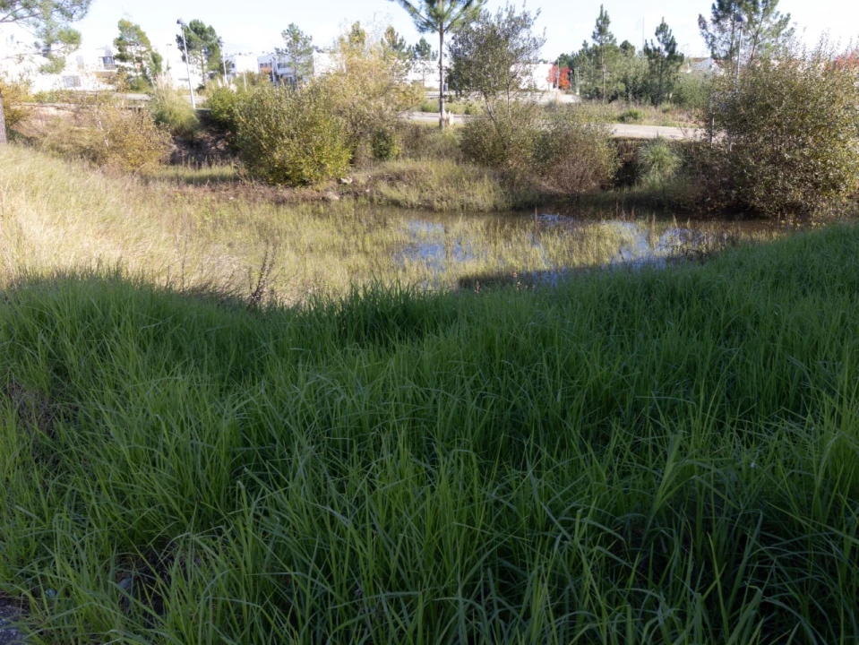 Terreno para Venda em Ançã Foto 4