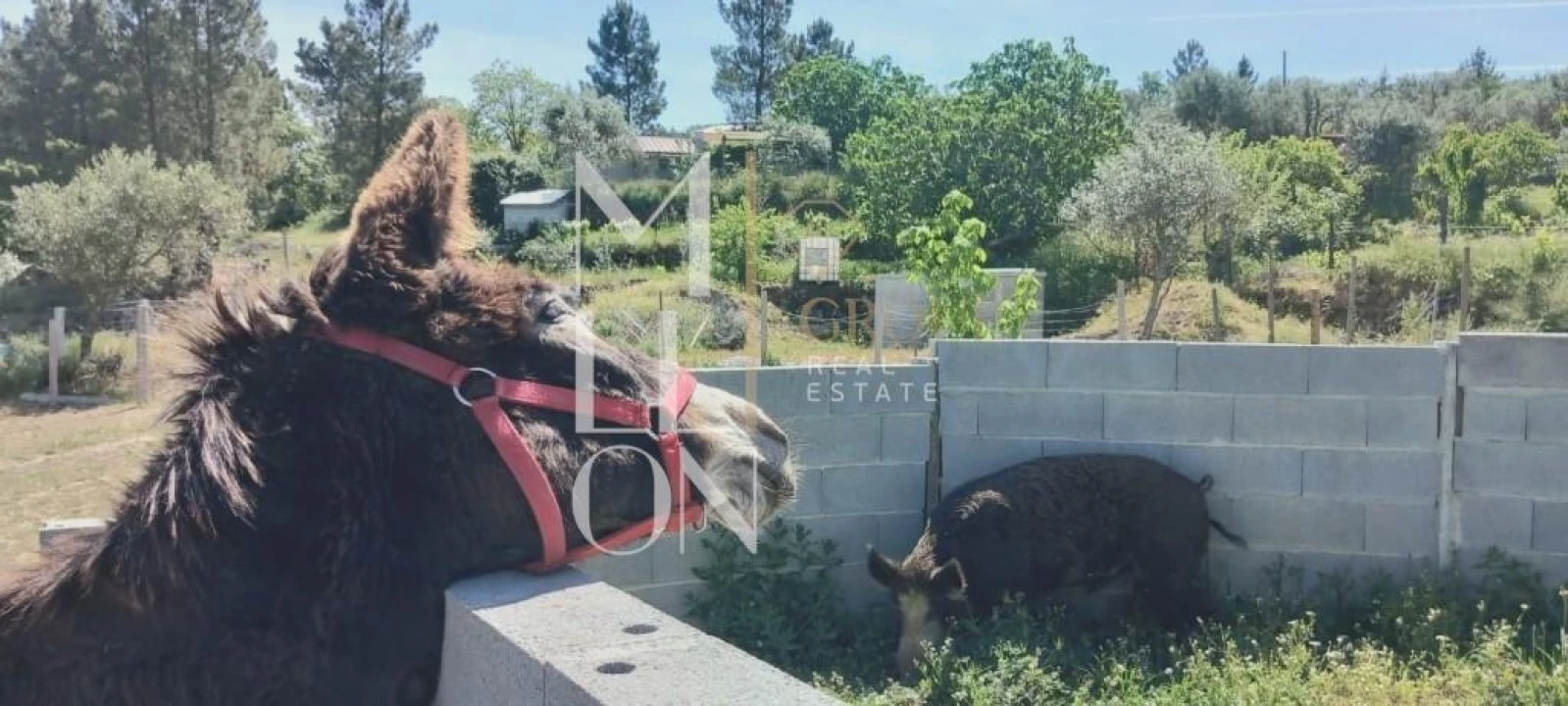 Quinta T1 para Venda em Rapa e Cadafaz Foto 14