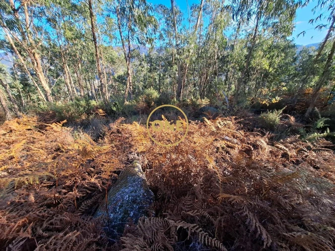 Terreno para Venda em Vade