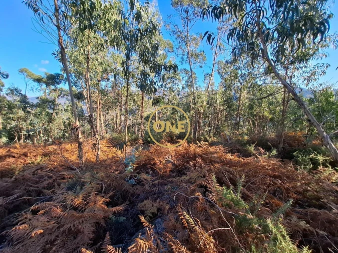 Terreno para Venda em Vade Foto 3