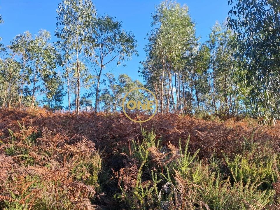 Terreno para Venda em Vade Foto 4