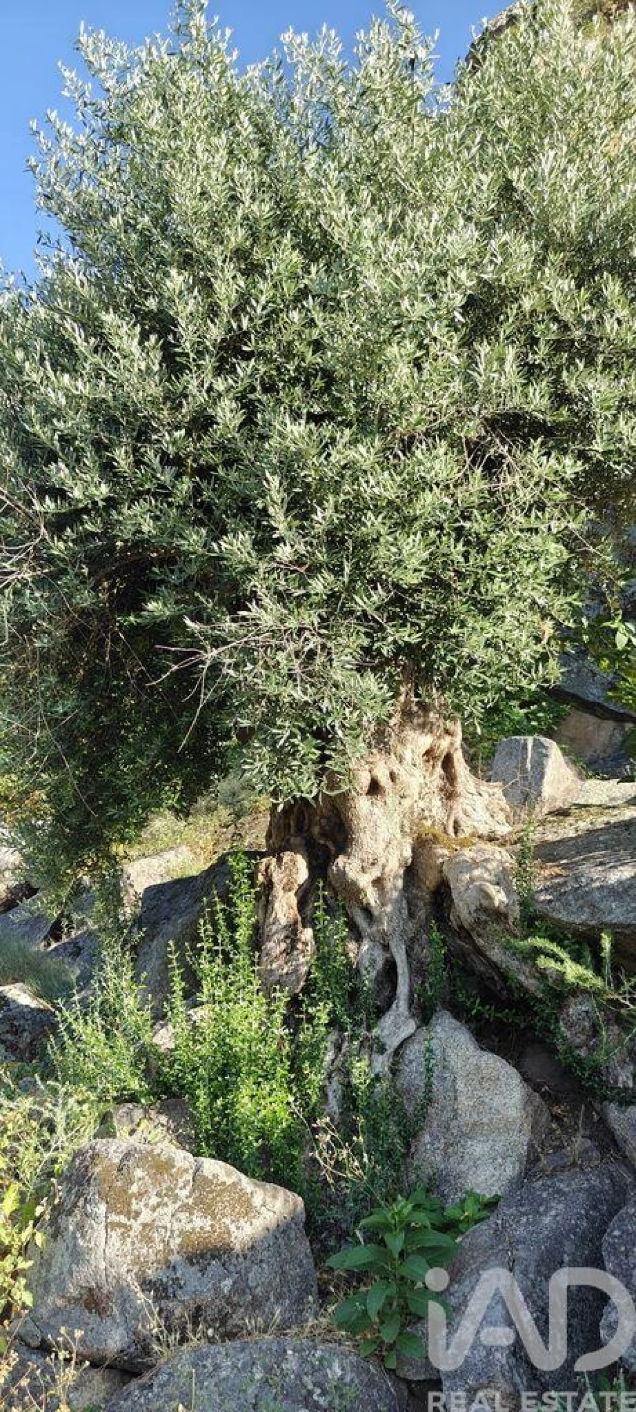 Quinta para Venda em Idanha-A-Nova e Alcafozes Foto 17