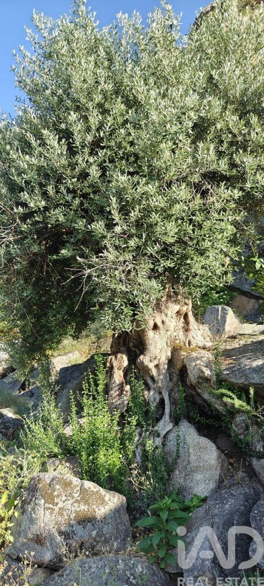 Quinta para Venda em Idanha-A-Nova e Alcafozes Foto 17