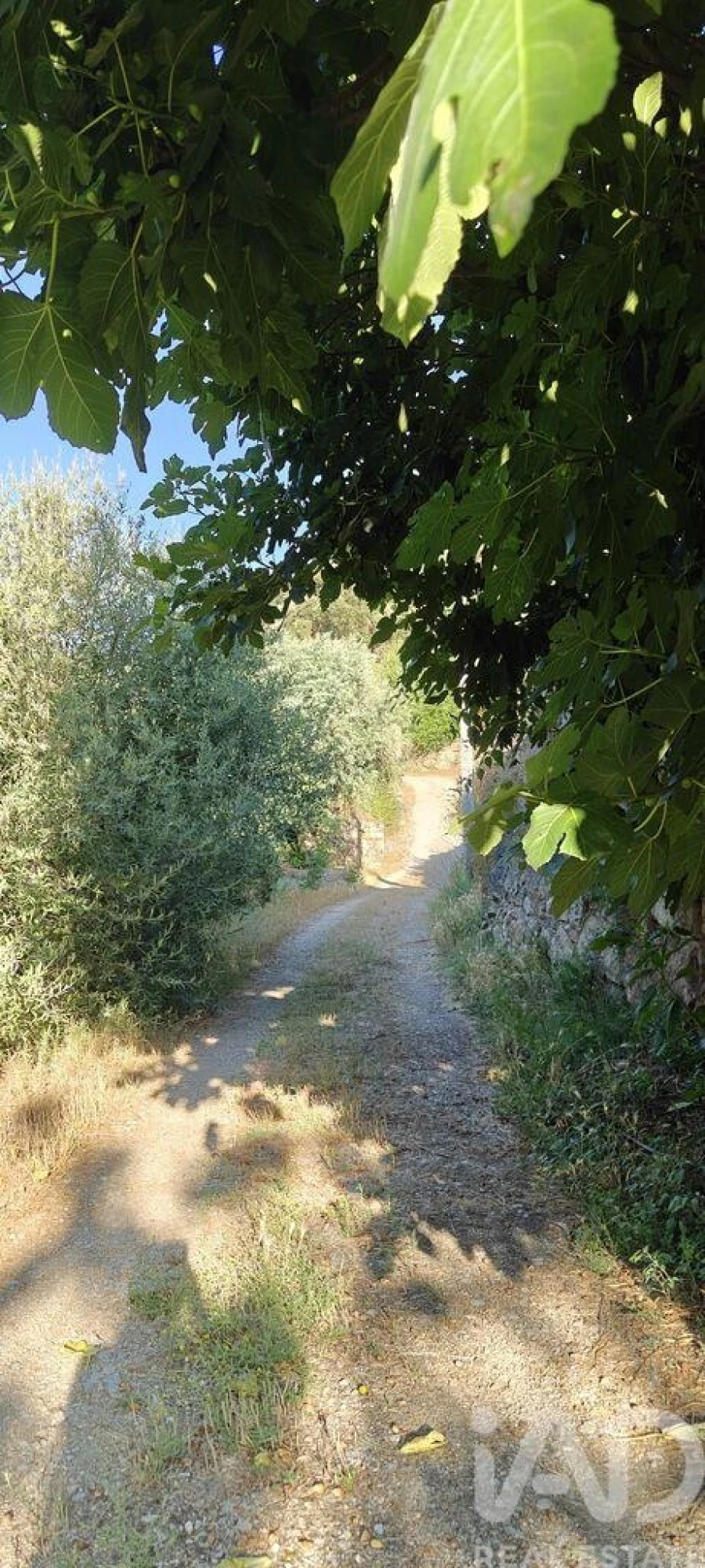 Quinta para Venda em Idanha-A-Nova e Alcafozes Foto 2