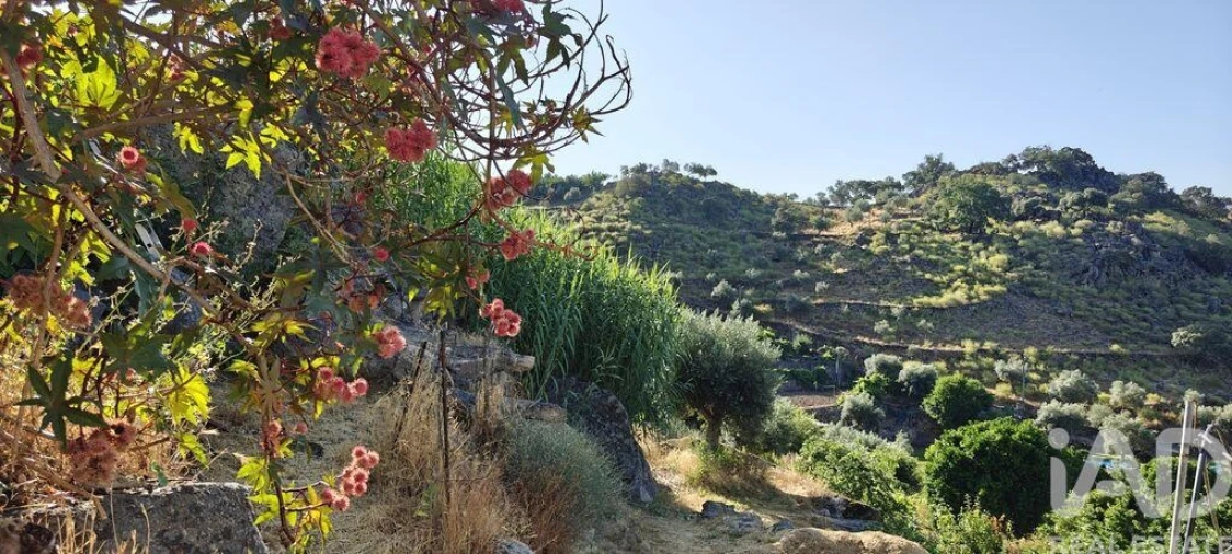 Quinta para Venda em Idanha-A-Nova e Alcafozes Foto 8