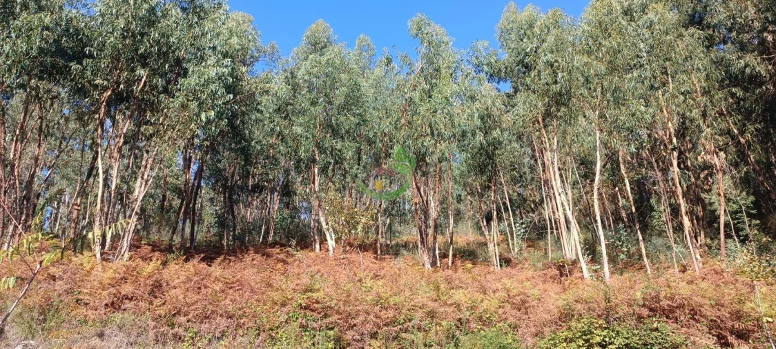 Terreno para Venda em Oriz (Santa Marinha) e Oriz (São Miguel) Foto 5