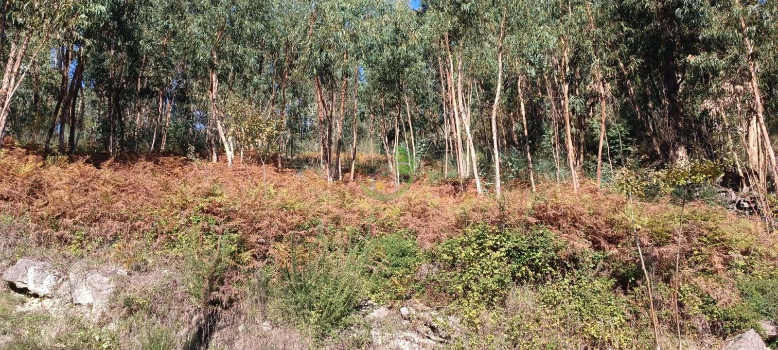Terreno para Venda em Oriz (Santa Marinha) e Oriz (São Miguel) Foto 4