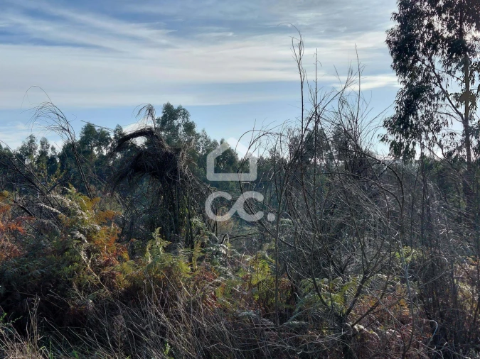 Terreno para Venda em Cristelos, Boim e Ordem Foto 5