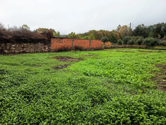 Terreno Agricola ou Rústico para Venda em Mortágua, Vale de Remígio, Cortegaça e Almaça Foto 1