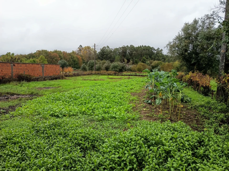Terreno Agricola ou Rústico para Venda em Mortágua, Vale de Remígio, Cortegaça e Almaça Foto 2