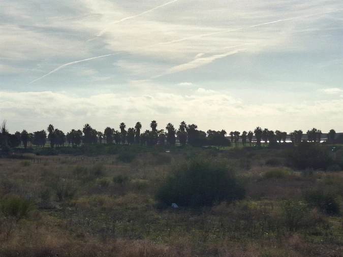 Terreno Agricola ou Rústico para Venda em Guia Foto 11