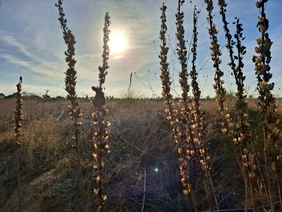 Terreno Agricola ou Rústico para Venda em Guia Foto 15