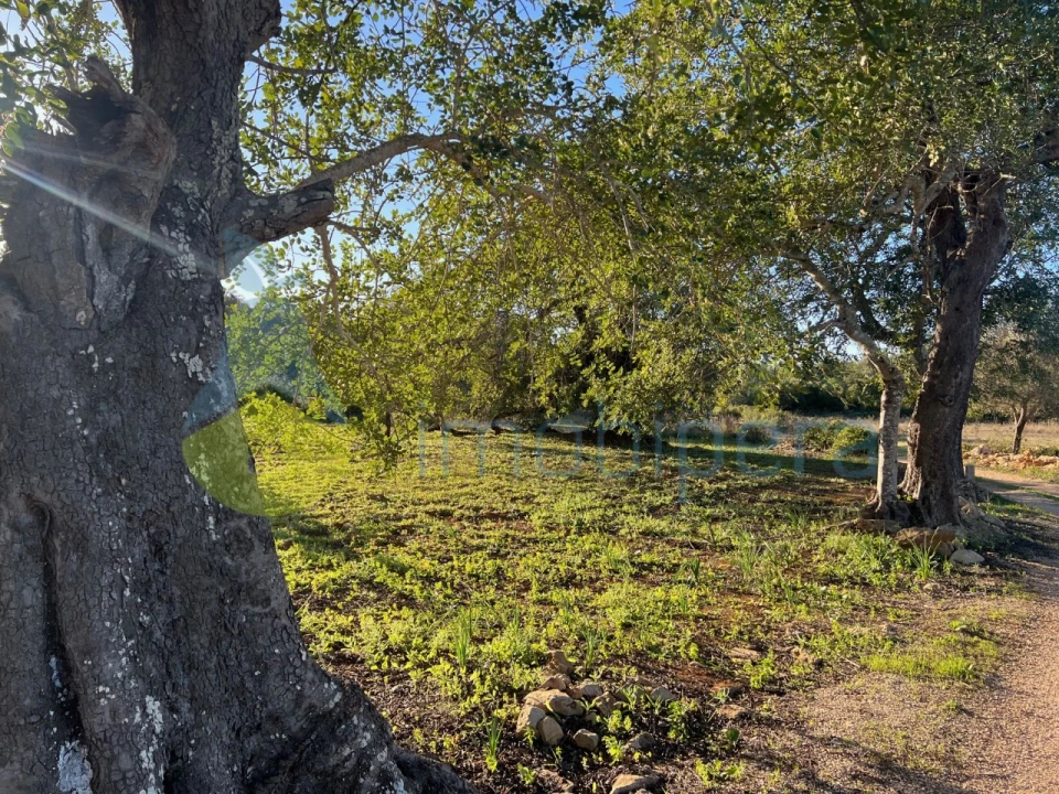 Terreno Agricola ou Rústico para Venda em Boliqueime Foto 1