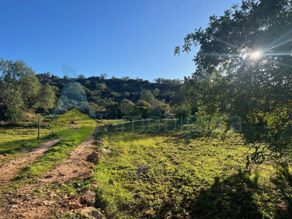 Terreno Agricola ou Rústico para Venda em Boliqueime Foto 5