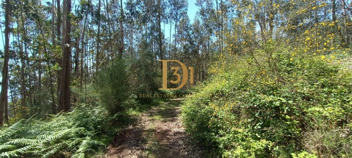 Terreno para Venda em Camacha Foto 10