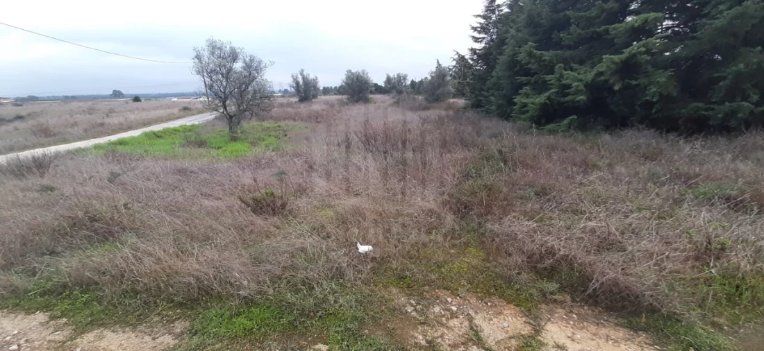 Terreno Agricola ou Rústico para Venda em Poceirão e Marateca Foto 8