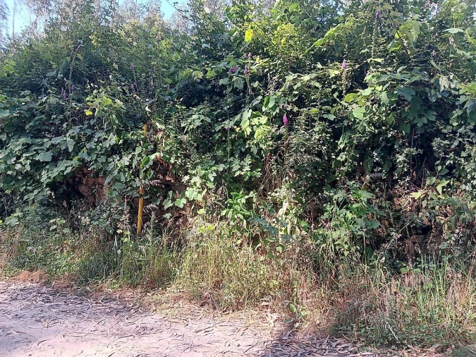 Terreno para Venda em Vila de Cucujães Foto 7