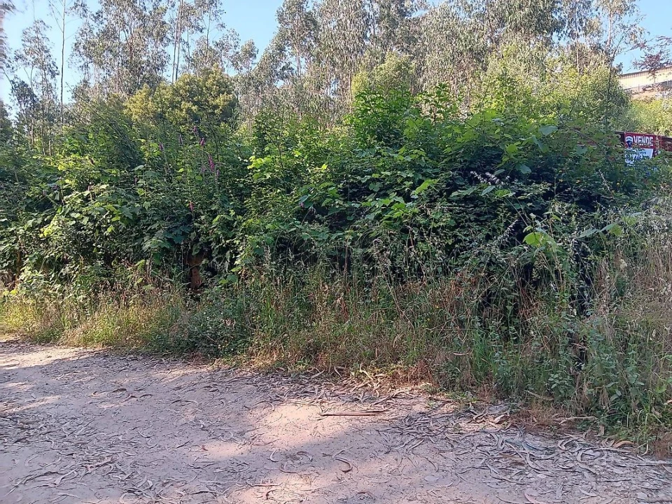 Terreno para Venda em Vila de Cucujães Foto 6