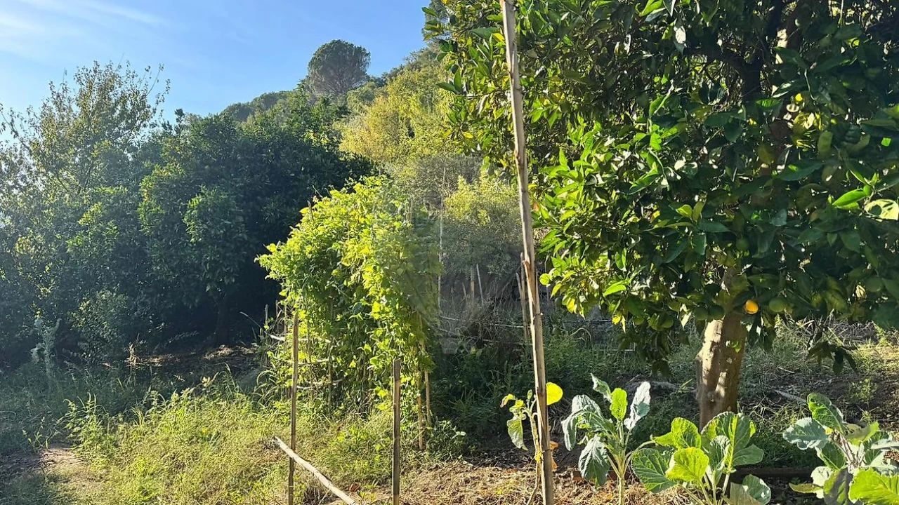 Terreno para Venda em Barqueiros Foto 8