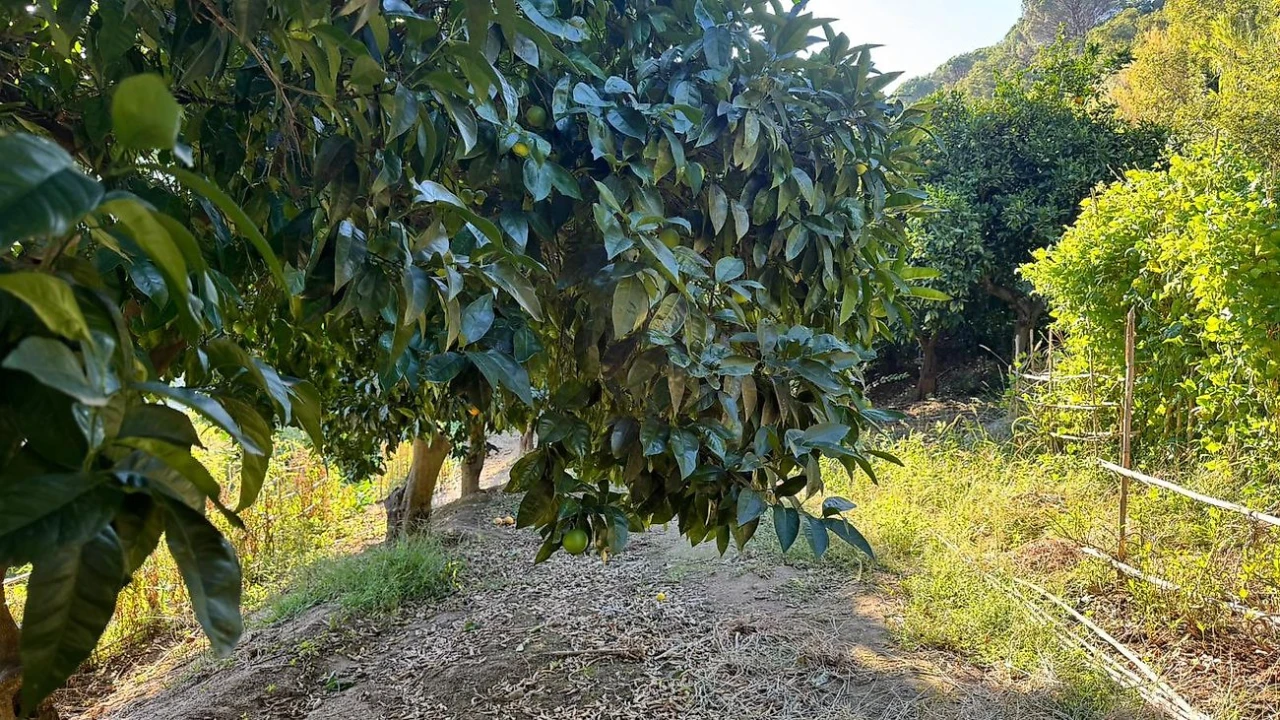 Terreno para Venda em Barqueiros Foto 22