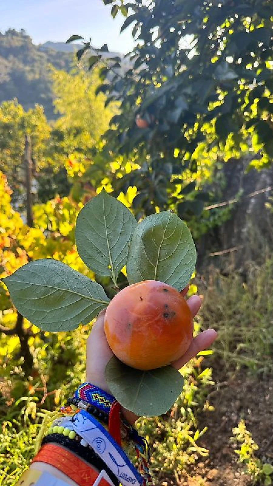 Terreno para Venda em Barqueiros Foto 25