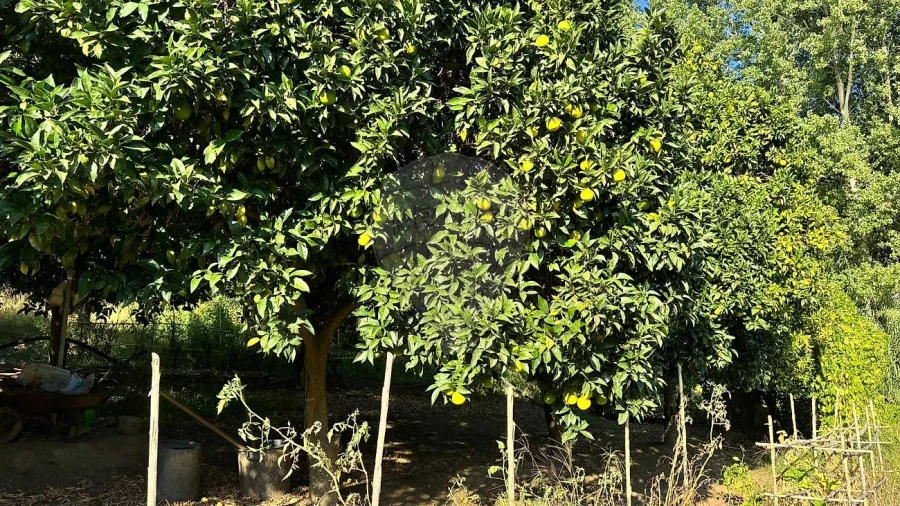 Terreno para Venda em Barqueiros Foto 10