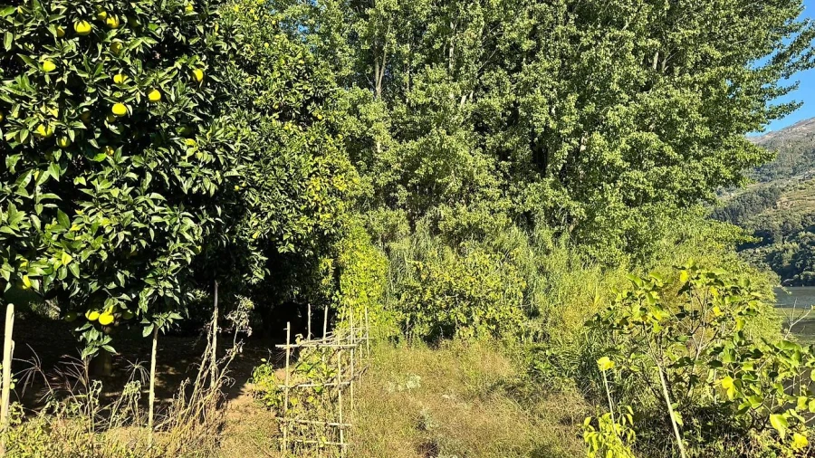 Terreno para Venda em Barqueiros Foto 24