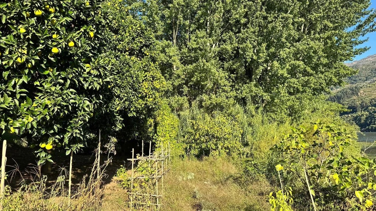 Terreno para Venda em Barqueiros Foto 24