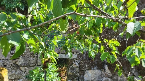 Moradia T3 para Venda em São Miguel do Mato