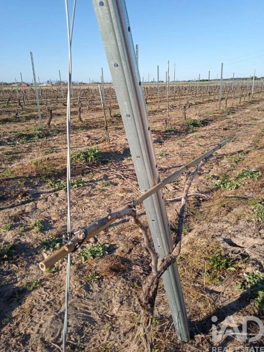 Terreno para Venda em Benfica do Ribatejo Foto 6