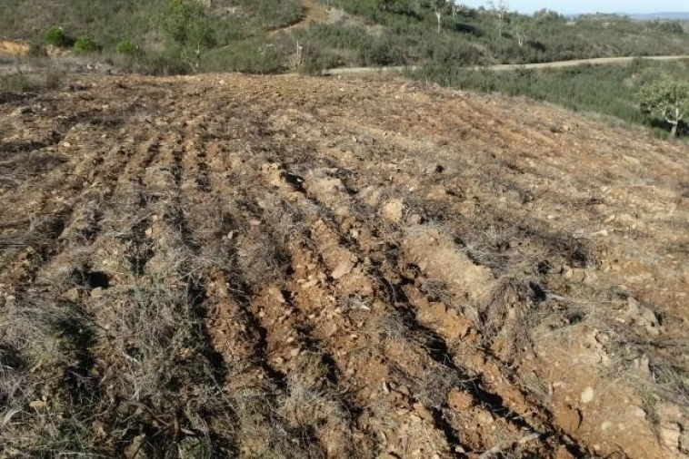Terreno para Venda em Santana da Serra Foto 10