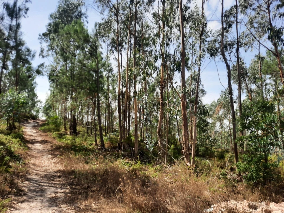 Terreno para Venda em Queluz e Belas Foto 8
