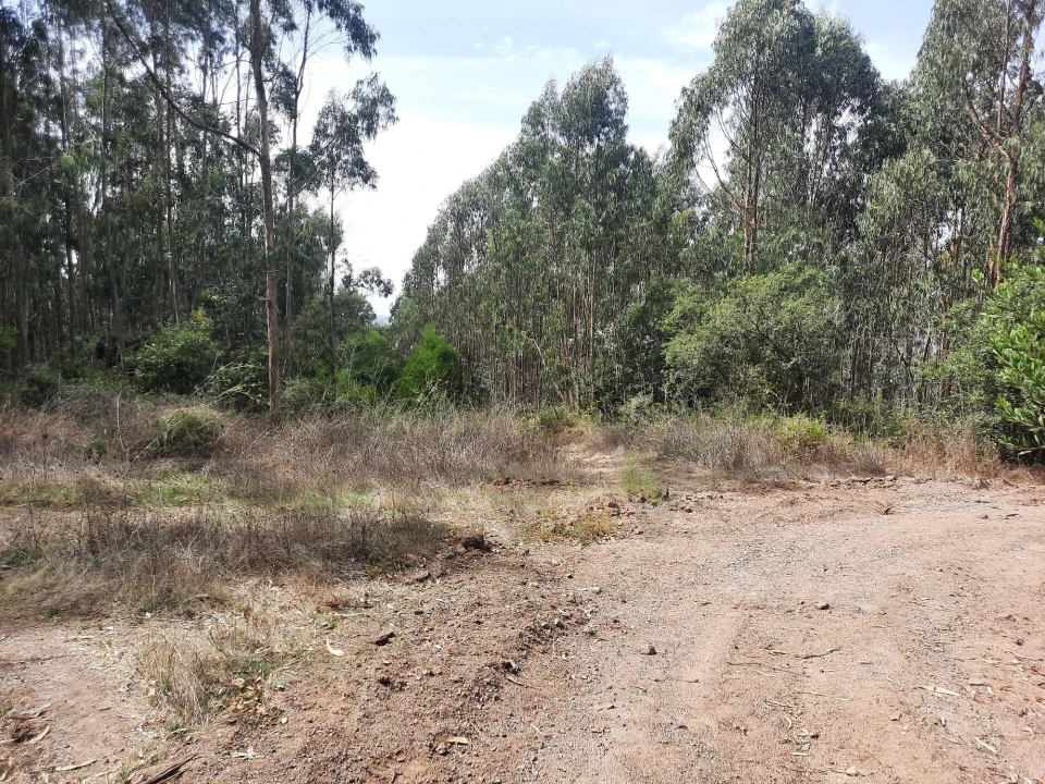 Terreno para Venda em Queluz e Belas Foto 6