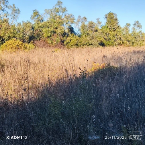 Terreno para Venda em Salir Foto 6