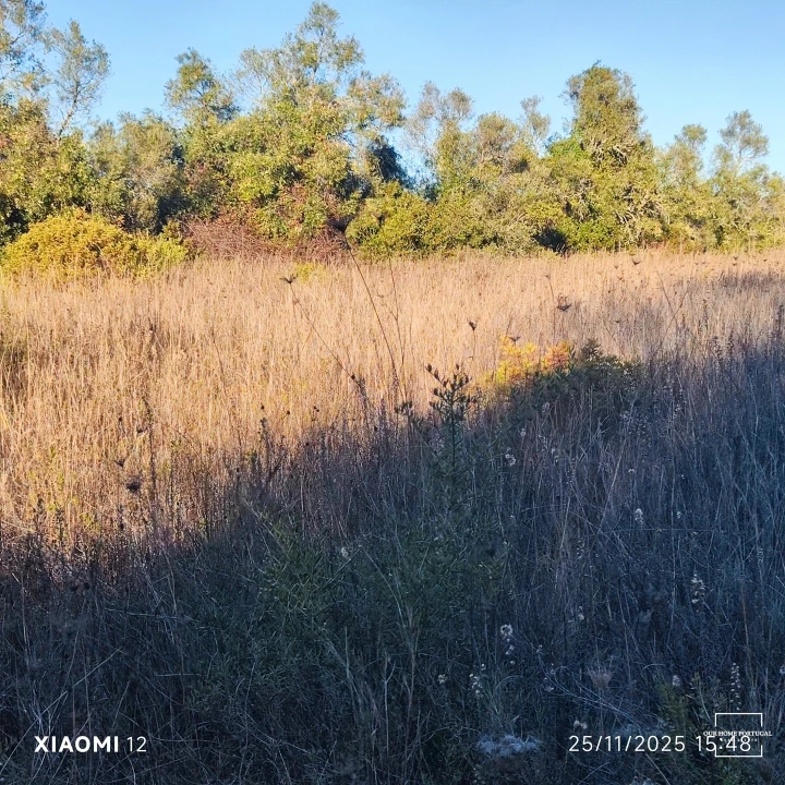 Terreno para Venda em Salir Foto 6