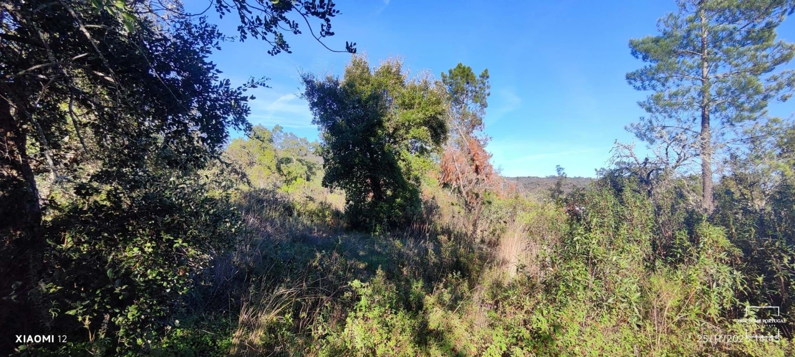 Terreno para Venda em Salir Foto 10