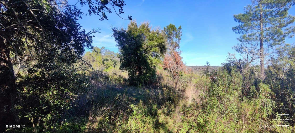 Terreno para Venda em Salir Foto 10
