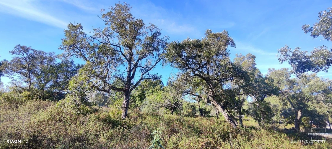 Terreno para Venda em Salir Foto 11