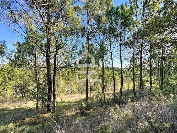 Terreno para Venda em Alvorninha Foto 17