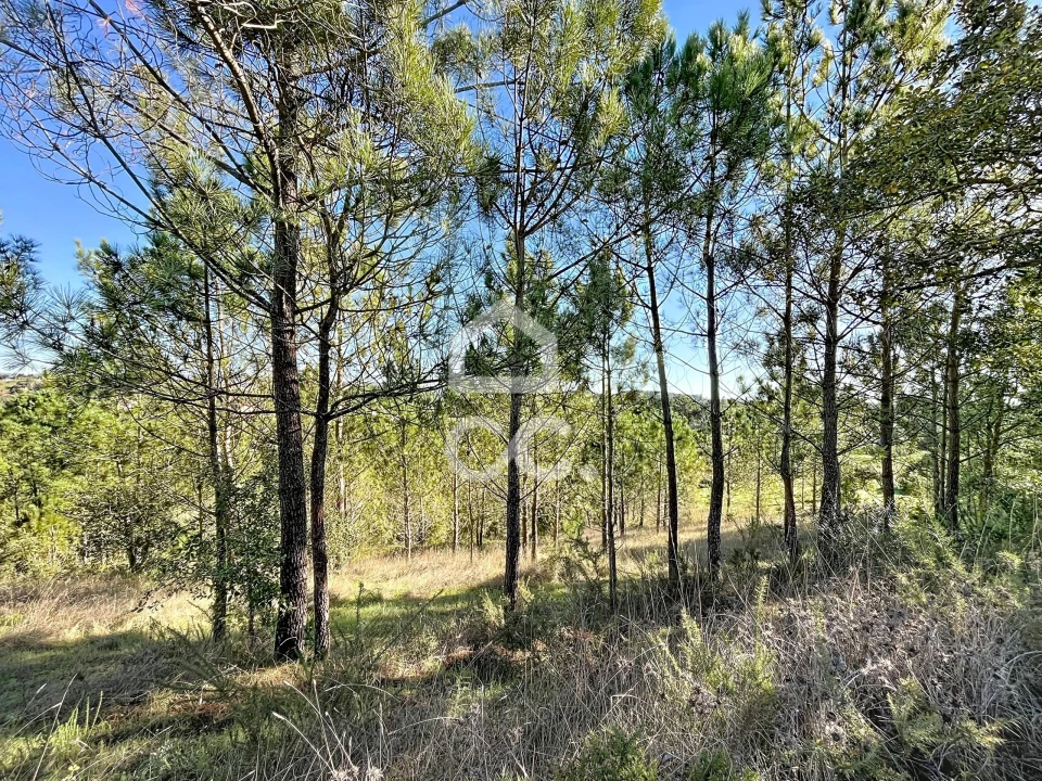 Terreno para Venda em Alvorninha Foto 17