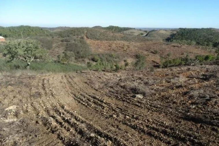 Terreno para Venda em Santana da Serra Foto 1