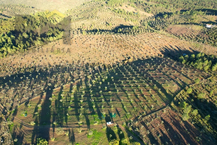 Quinta T0 para Venda em Escalos de Baixo e Mata Foto 27
