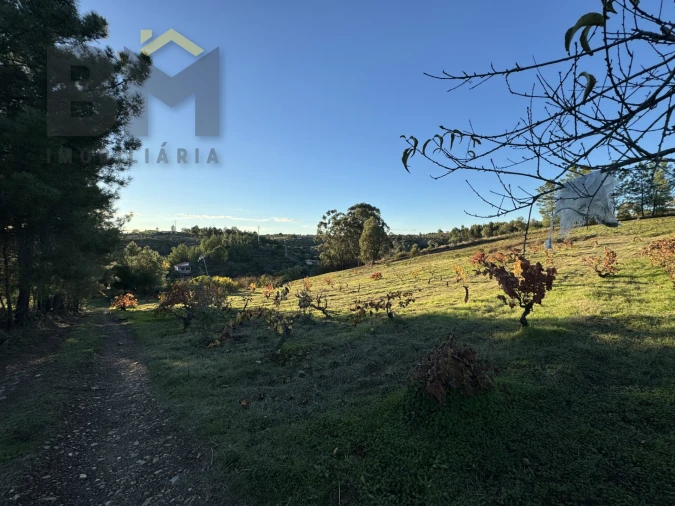 Quinta T0 para Venda em Escalos de Baixo e Mata Foto 8