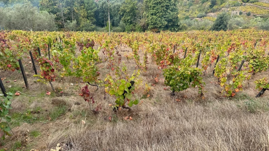 Quinta T2 para Venda em Moura Morta e Vinhós Foto 7