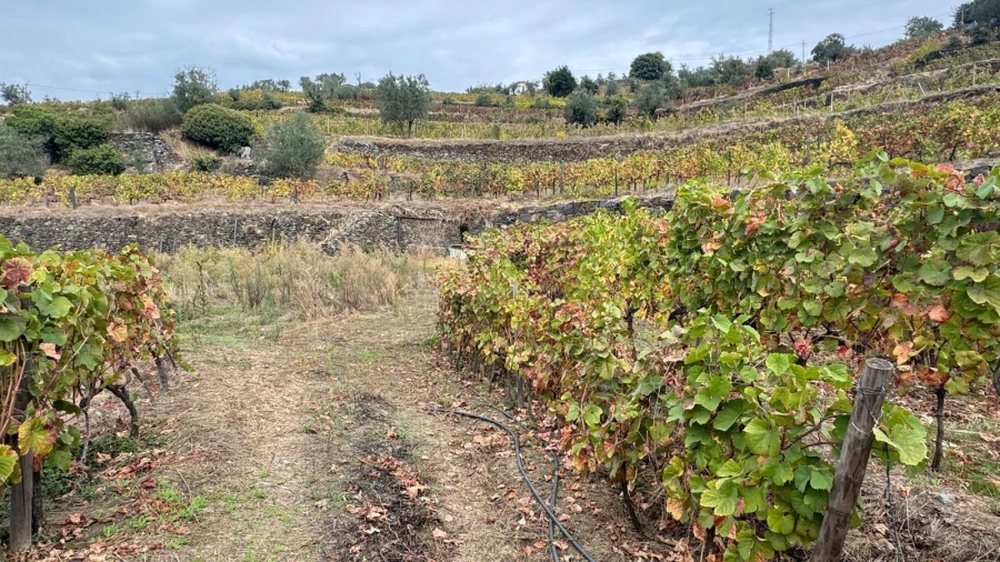 Quinta T2 para Venda em Moura Morta e Vinhós Foto 19
