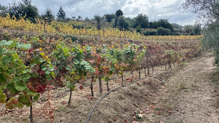 Quinta T2 para Venda em Moura Morta e Vinhós Foto 18