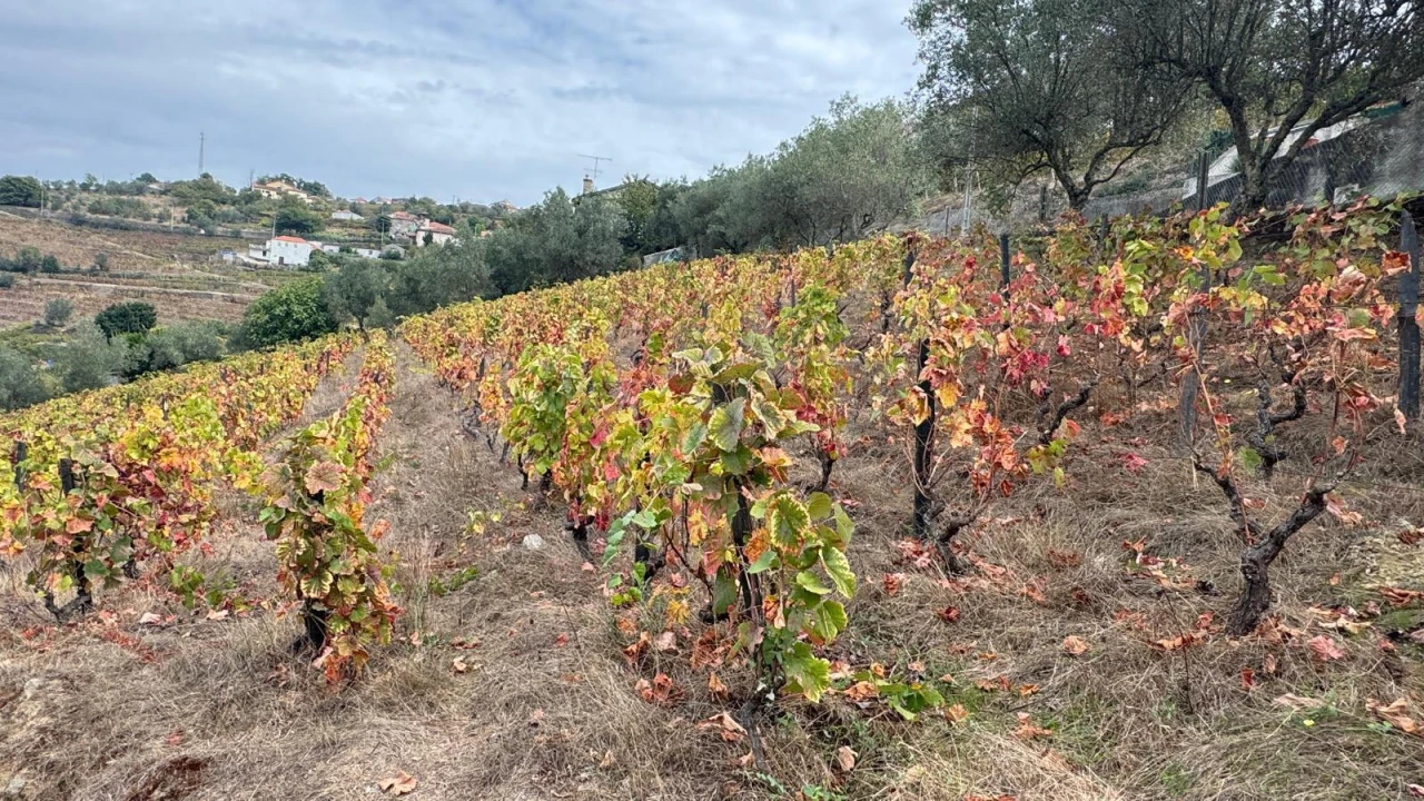Quinta T2 para Venda em Moura Morta e Vinhós Foto 10