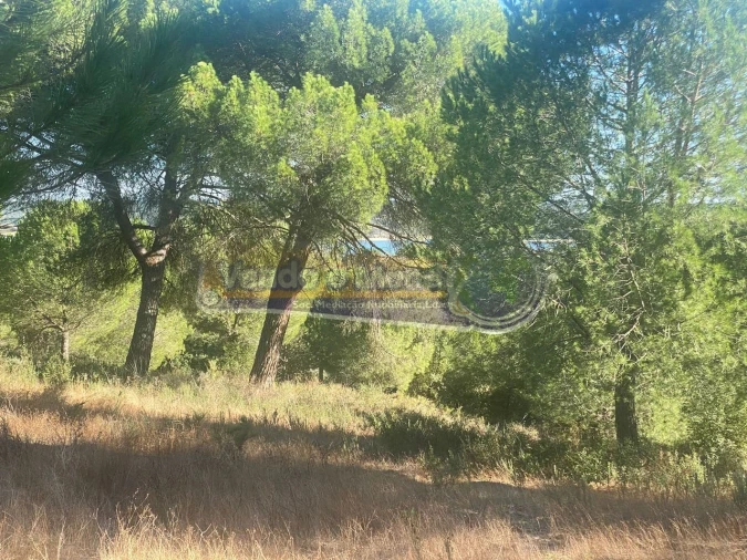 Terreno para Venda em Montargil Foto 8